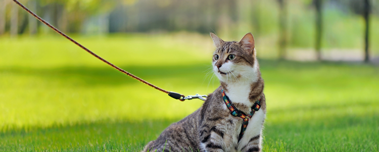 Cat Collars