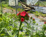 Coral Sweet William