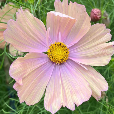 Apricotta Cosmos - Cosmos bipinnatus