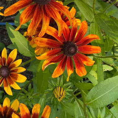 Autumnal Rudbeckia - Rudbeckia hirta