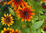 Autumnal Rudbeckia - Rudbeckia hirta