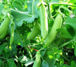 Cascadia Snap Pea